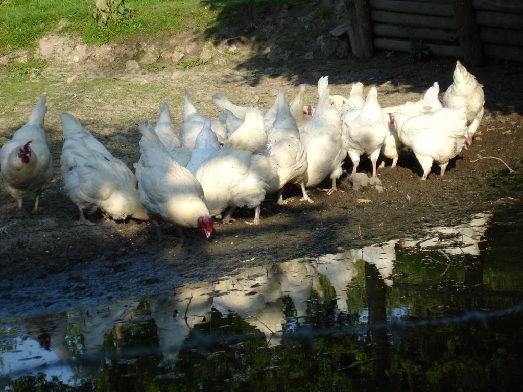 La Ferme Du Pressoir Guest House Conteville  エクステリア 写真